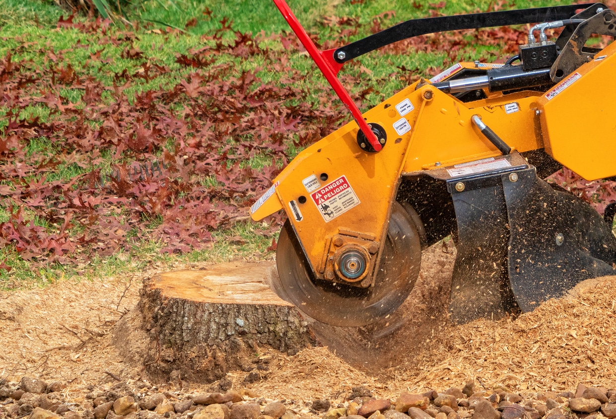 stump grinding a tree trunk