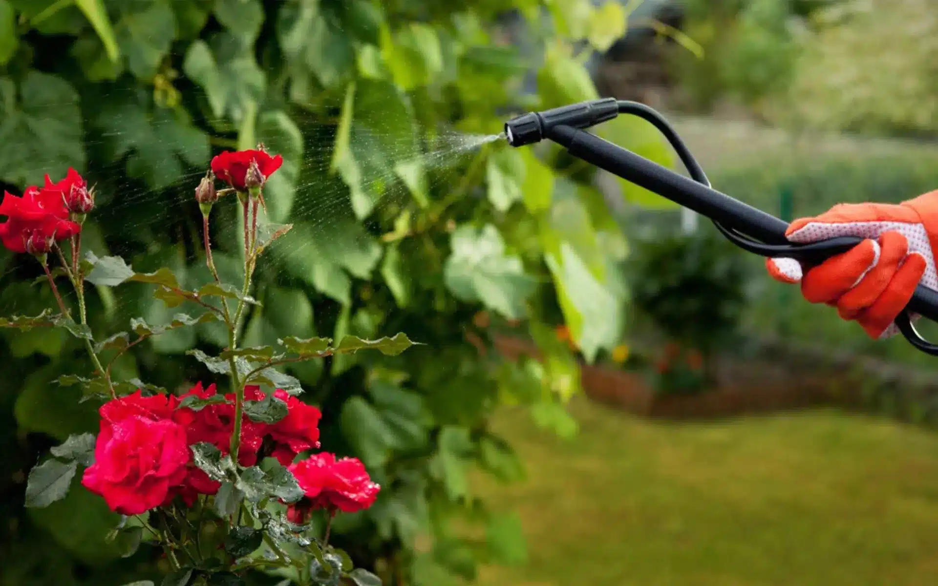 worker spraying insecticide on flowers