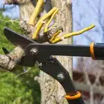 Tree Care Services for Healthy, Safe Properties