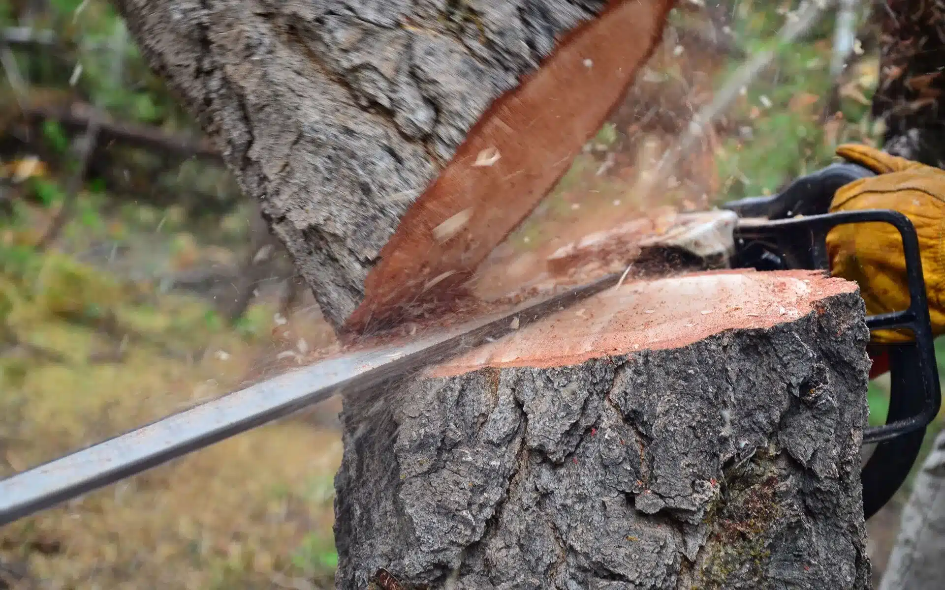 cutting down tree with chainsaw