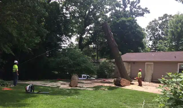 two workers removing tree from home