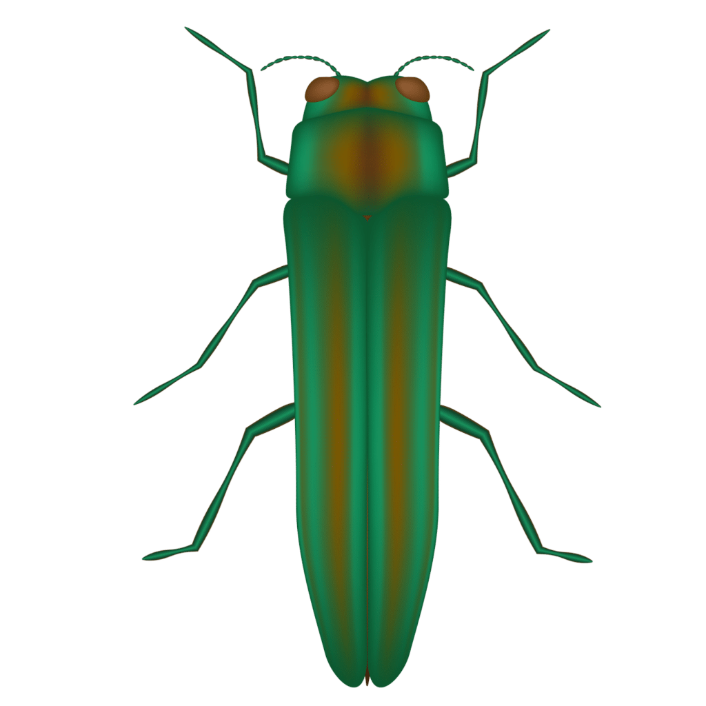 The emerald ash borer icon, 3d vector illustration, Agrilus planipennis