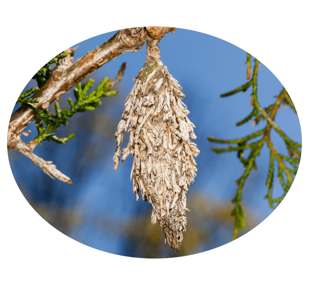 Macro image of bagworm hanging from the branch of pine tree