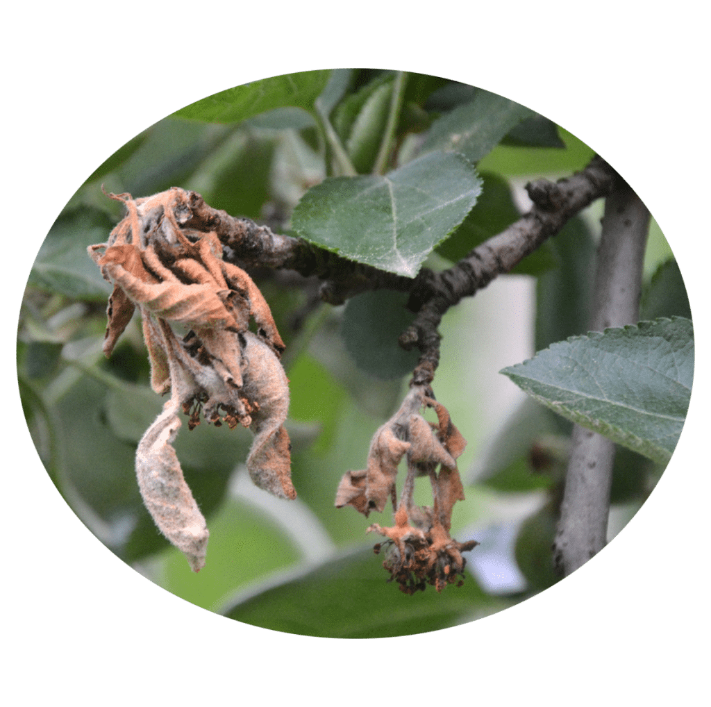 Fire blight at an apple orchard